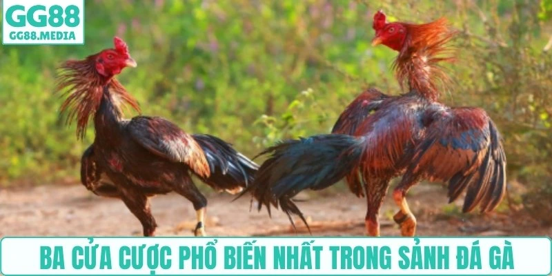 Ba cửa cược phổ biến nhất trong sảnh đá gà