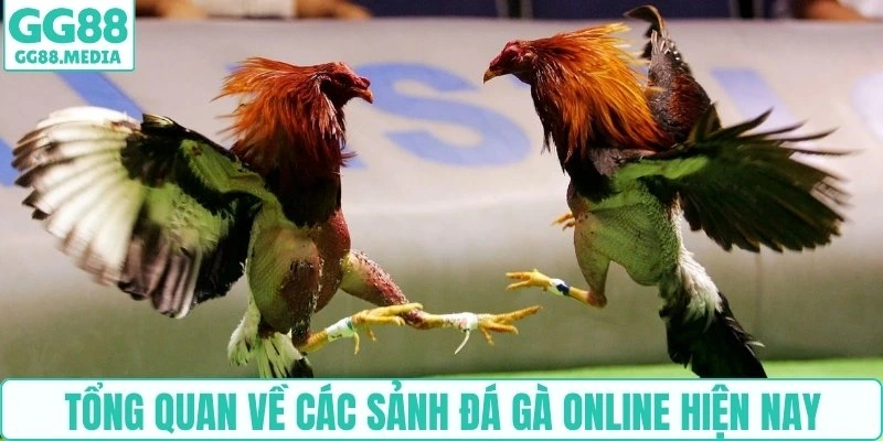 Tổng quan về các sảnh đá gà online hiện nay